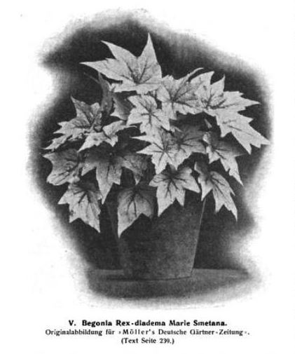 B. ‘Marie Smetana’